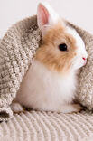 Lana Grossa PLAID Cool Wool Baby