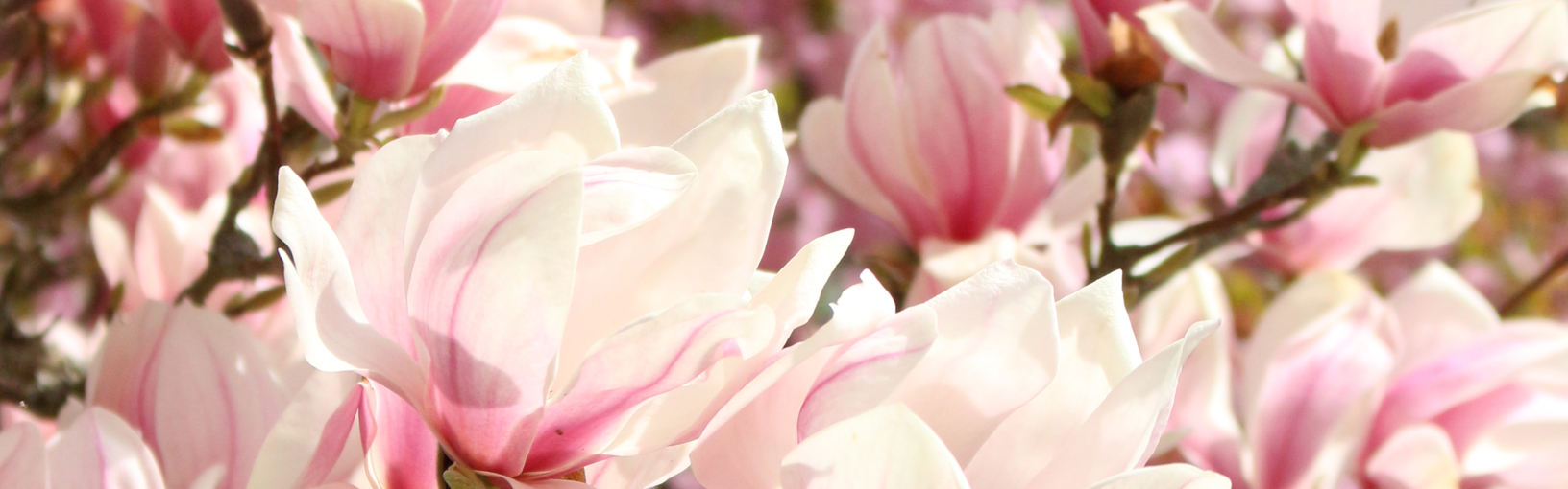 Garn af høj kvalitet til strikning, hækling og filtning LANA GROSSA<br> uld & garn