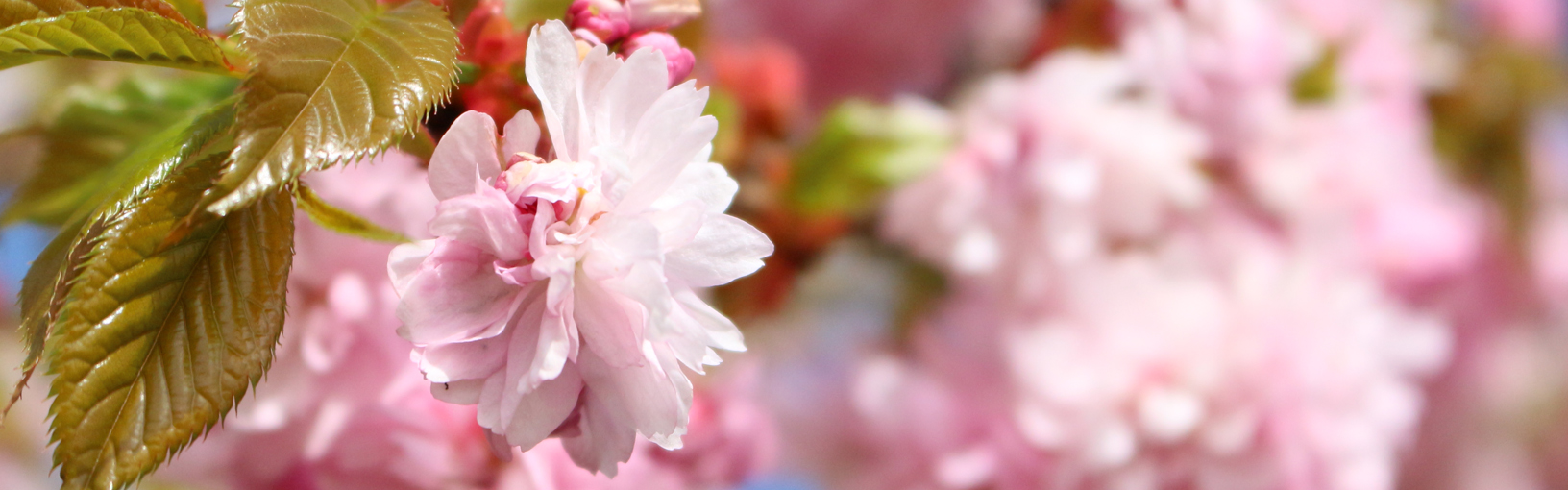 Garn af høj kvalitet til strikning, hækling og filtning LANA GROSSA<br> uld & garn