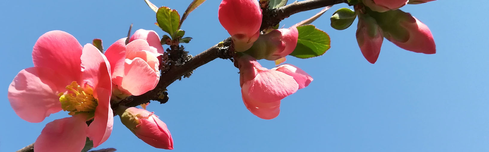 Gratis Strikkeopskrift / Hækleopskrift ved bestilling af garn Modelpakker<br>