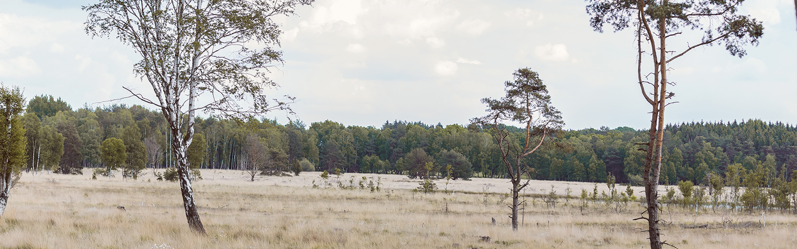 Garn af høj kvalitet til strikning, hækling og filtning LANA GROSSA<br> uld & garn | Efterår / Vinter